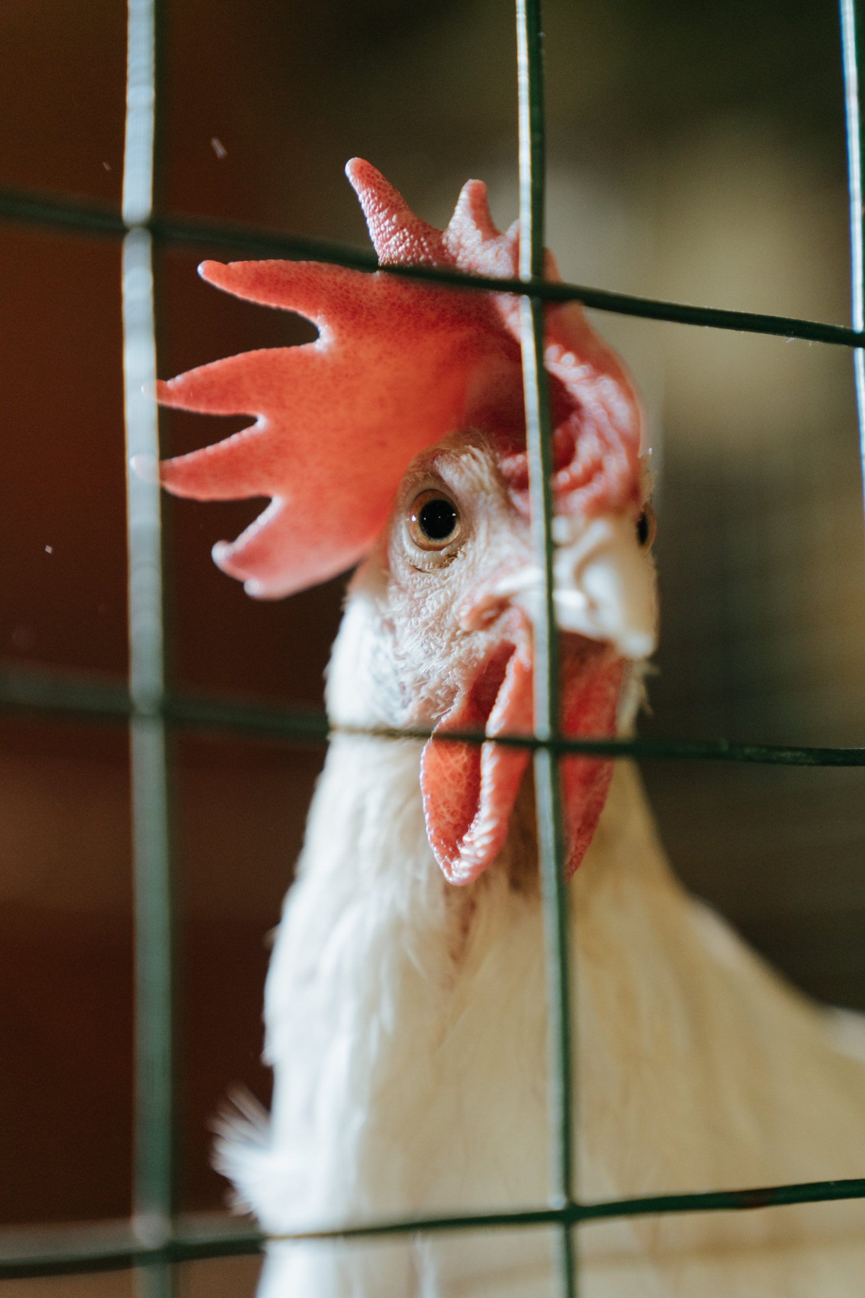 Chickens on Homestead